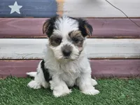 Kolja, a female Morkie for sale in Boyden, IA – 3 of 10
