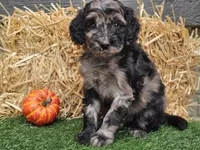 Sabrina , a female Goldendoodle for sale in Boyden, IA – 7 of 10