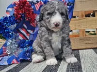 Katina, a male Bernedoodle for sale in Boyden, IA – 3 of 9