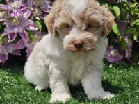 Skipper, a male Havapoo for sale in Boyden, IA – 10 of 10