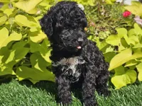 Pixie, a female Poodle - Miniature  for sale in Boyden, IA – 7 of 9