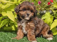 Navy, a female Shihpoo for sale in Boyden, IA – 2 of 10