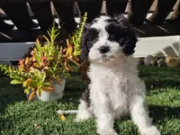 Gilbert , a male Cavapoo for sale in Boyden, IA – 10 of 10