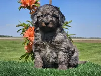 Janko, a male Miniature Aussiedoodle for sale in Boyden, IA – 3 of 10