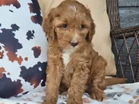Joni, a female Miniature Goldendoodle for sale in Boyden, IA – 9 of 10