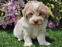 Skipper, a male Havapoo for sale in Boyden, IA – 4 of 10