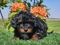 Jeska, a female Miniature Aussiedoodle for sale in Boyden, IA – 5 of 10
