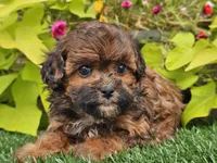 Nugget, a male Shihpoo for sale in Boyden, IA – 10 of 10