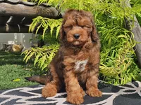 Stitch, a male Miniature Bernedoodle for sale in Boyden, IA – 5 of 10