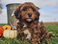 Buster, a male Havapoo for sale in Boyden, IA – 4 of 10