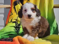 Sonic, a male Miniature Bernedoodle for sale in Boyden, IA – 7 of 10