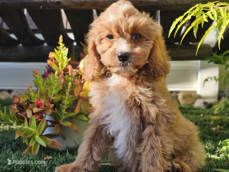 Gideon – Cavapoo puppy for sale in Boyden, IA