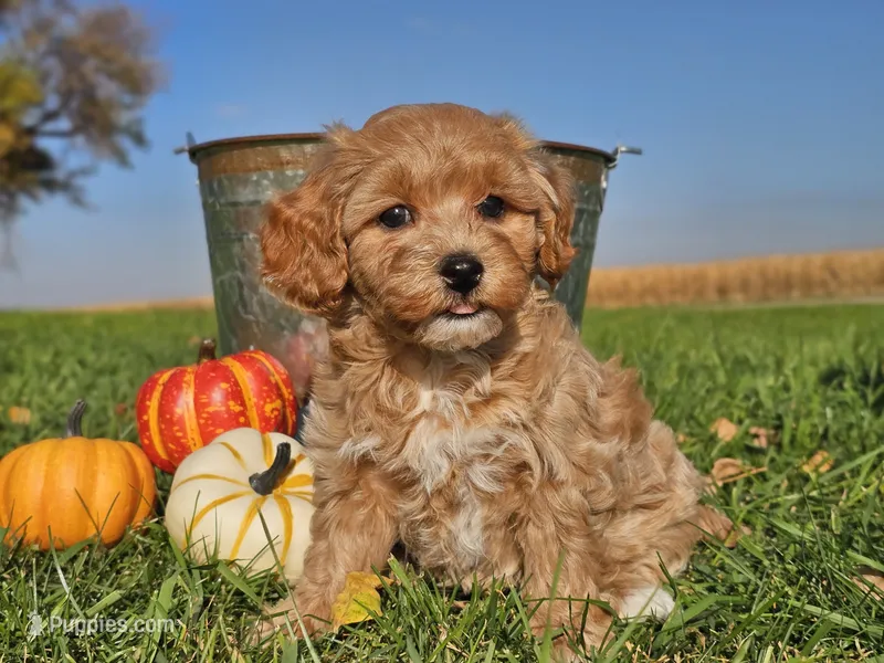 Buttercup  – Havapoo puppy for sale in Boyden, IA