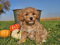 Buttercup , a female Havapoo for sale in Boyden, IA – 1 of 10