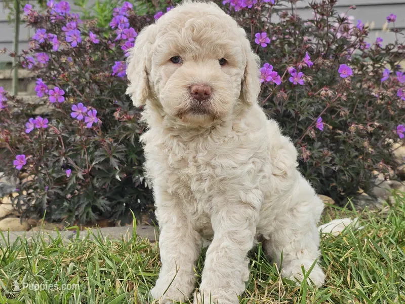 McKenzie  – Goldendoodle puppy for sale in Boyden, IA