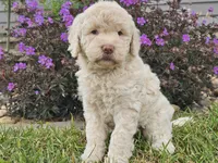 McKenzie , a female Goldendoodle for sale in Boyden, IA – 1 of 10