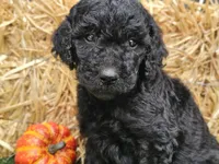 Sage, a female Goldendoodle for sale in Boyden, IA – 4 of 10