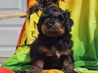 Suki, a male Miniature Bernedoodle for sale in Boyden, IA – 9 of 10