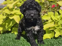 Pixie, a female Poodle - Miniature  for sale in Boyden, IA – 3 of 9