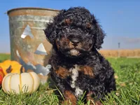 Brandy, a female Havapoo for sale in Boyden, IA – 7 of 10