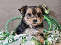 Nicky, a female Morkie for sale in Boyden, IA – Photo 6 of 10