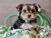 Nicky, a female Morkie for sale in Boyden, IA – Photo 9 of 10