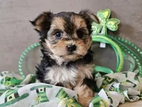 Nicky, a female Morkie for sale in Boyden, IA – Photo 2 of 10