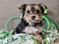 Nicky, a female Morkie for sale in Boyden, IA – Photo 10 of 10
