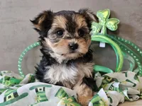 Nicky, a female Morkie for sale in Boyden, IA – Photo 3 of 10