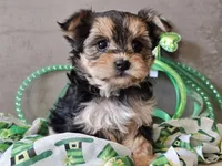 Nicky, a female Morkie for sale in Boyden, IA – Photo 5 of 10