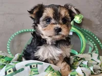 Nicky, a female Morkie for sale in Boyden, IA – Photo 8 of 10