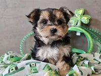 Nicky, a female Morkie for sale in Boyden, IA – Photo 4 of 10