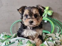 Nicky, a female Morkie for sale in Boyden, IA – Photo 1 of 10