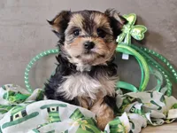 Nicky, a female Morkie for sale in Boyden, IA – Photo 7 of 10
