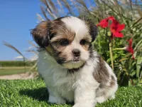 Emily, a female Shorkie for sale in Boyden, IA – 8 of 10