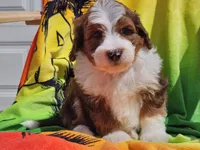 Slade, a male Miniature Bernedoodle for sale in Boyden, IA – 10 of 10