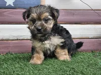 Keegan , a male Morkie for sale in Boyden, IA – 6 of 10