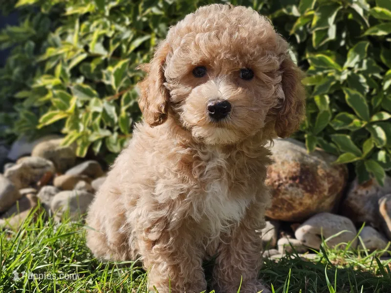 Imani  – Havapoo puppy for sale in Boyden, IA