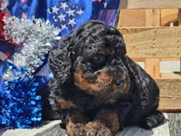 Kalla, a female Bernedoodle for sale in Boyden, IA – 7 of 10