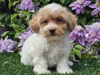 Cardi, a female Havapoo for sale in Boyden, IA – 4 of 10