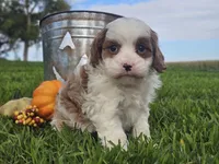 Omira, a female Cavapoo for sale in Boyden, IA – 9 of 10