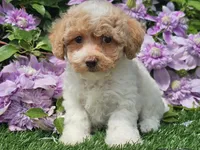 Cardi, a female Havapoo for sale in Boyden, IA – 8 of 10