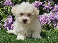 Colby, a male Havapoo for sale in Boyden, IA – 1 of 10