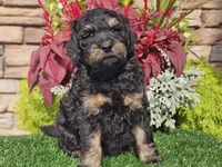 Wags, a male Goldendoodle for sale in Boyden, IA – 7 of 10