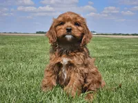 Monty, a male Cavapoo for sale in Boyden, IA – 8 of 10