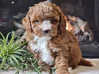 Kiwi, a male Cavapoo for sale in Boyden, IA – 7 of 10