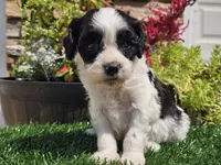 Gilbert , a male Cavapoo for sale in Boyden, IA – 3 of 10
