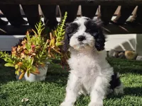Gilbert , a male Cavapoo for sale in Boyden, IA – 4 of 10