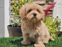 Laker, a male Maltipoo for sale in Boyden, IA – 3 of 10
