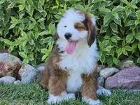 Sonic, a male Miniature Bernedoodle for sale in Boyden, IA – 10 of 10